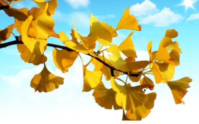 Let’s walk into the real ginkgo biloba extract